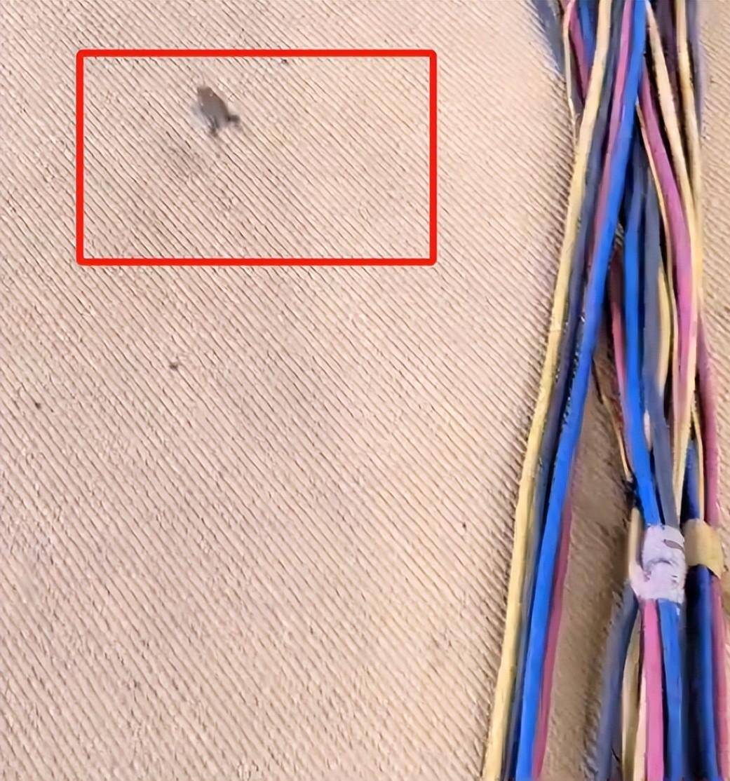 乒乓球亚锦赛变荒野求生比赛场地惊现青蛙？现场环境令人担忧